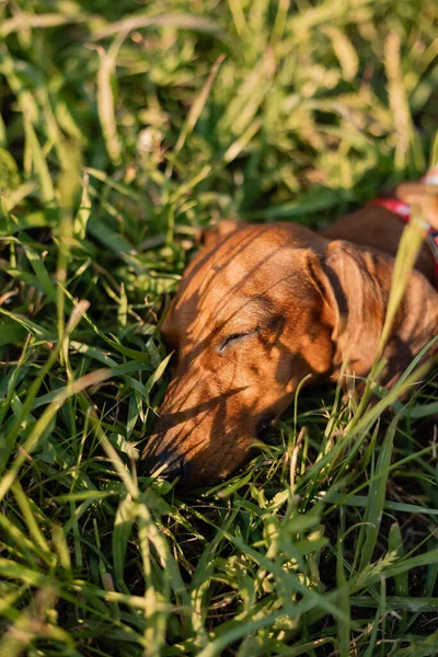 Dwarf Dachshund Dog Jumpsuit Lies Green Grass Sunny Day Dog — Stock Photo, Image