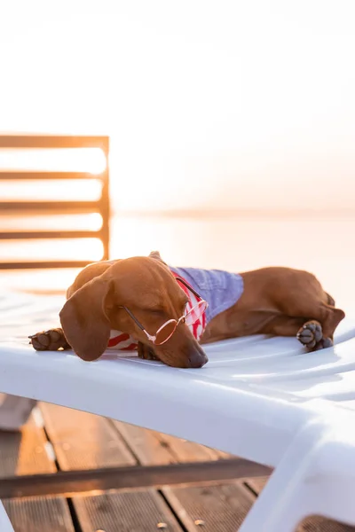 Zwergdackel Gestreiftem Hundejumpsuit Und Sonnenbrille Sonnt Sich Sandstrand Hundereisende Blogger — Stockfoto