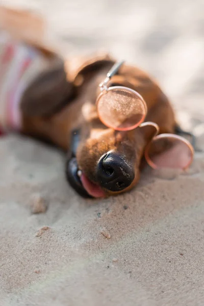 Zwergdackel Gestreiften Hundeanzug Sonnt Sich Einem Sandstrand Hundereisende Blogger Blogger — Stockfoto