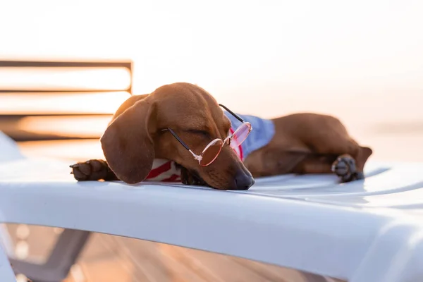 Zwergdackel Gestreiftem Hundejumpsuit Und Sonnenbrille Sonnt Sich Sandstrand Hundereisende Blogger — Stockfoto