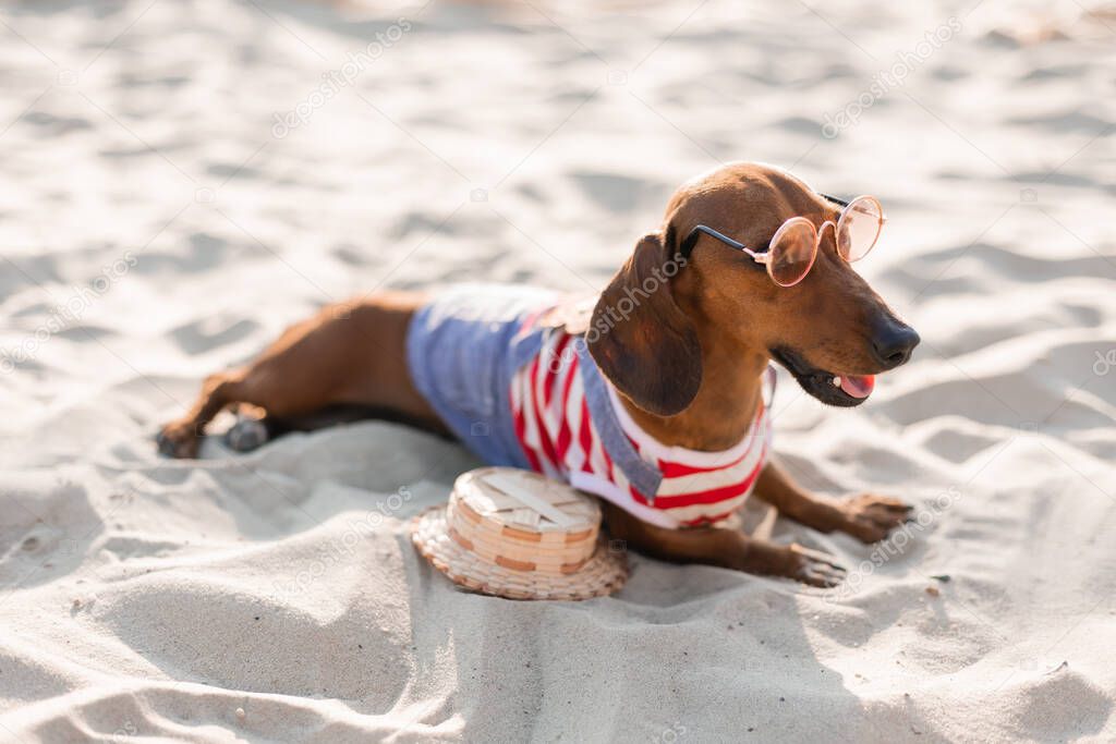 Dwarf dachshund in a striped dog jumpsuit is sunbathing on a sandy beach. Dog traveler, blogger, blogger-traveler. Dog likes to walk outdoors in the fresh air.