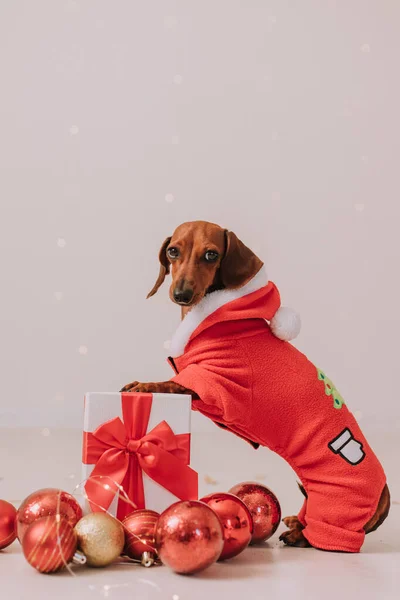 Dachshund Kostiumie Świętego Mikołaja Świąteczny Pies Świąteczne Zabawki Prezenty Szare — Zdjęcie stockowe
