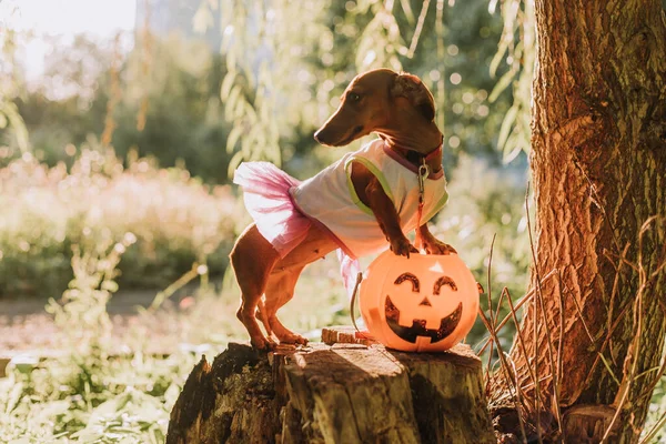 Dog in a dress with a full skirt with pumpkin lantern in forest