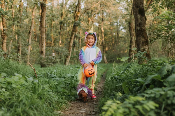 小さな笑いの女の子と屋外でお菓子のためのカボチャのバスケットとハロウィンの衣装で小人ダックスフント レインボーユニコーンの女の子キグルミの衣装 フルスカートのドレスの犬 ストックフォト