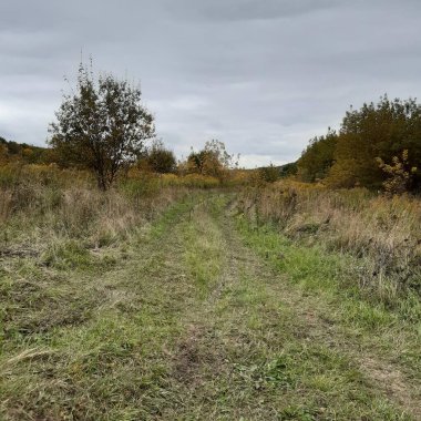 Sonbaharda tarlada yuvarlanan bir patika.