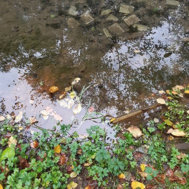 Pınardan gelen temiz su otla kaplanmış.