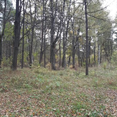 Orman ağaçların arasında.