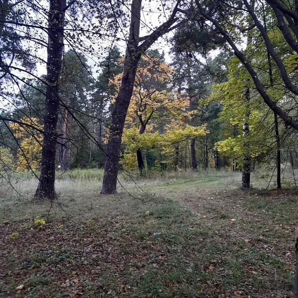 Een Pad Het Bos Met Bomen Herfst — Stockfoto