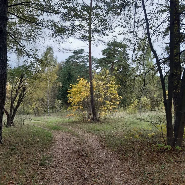 Een Pad Het Bos Met Bomen Herfst — Stockfoto