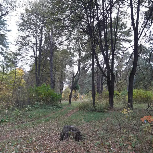 Een Pad Het Bos Met Bomen Herfst — Stockfoto