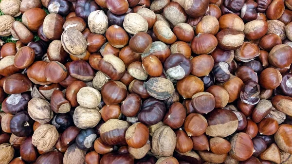 Horse-chestnuts (Aesculus hippocastanum) Stock Picture