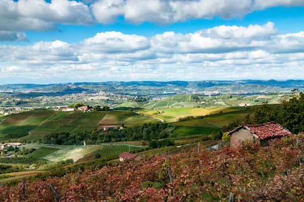 Otoño en el viñedo —  Fotos de Stock