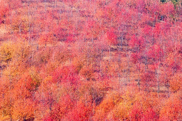 Herbstfarben und Landschaftsgärtner — Stockfoto