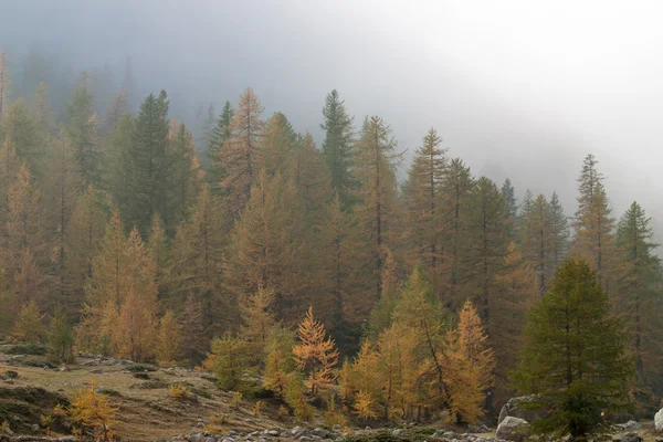 Autumn colors and landscaper Stock Photo