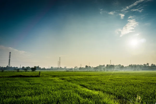 Reisfeld — Stockfoto