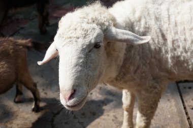 İlkbaharda meraklı kuzu