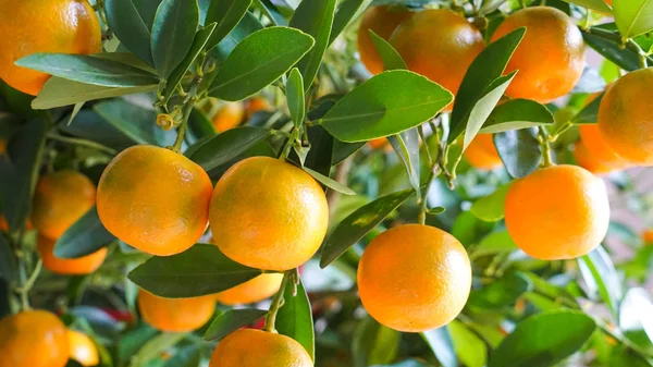 Mandarijnen op boom Stockfoto