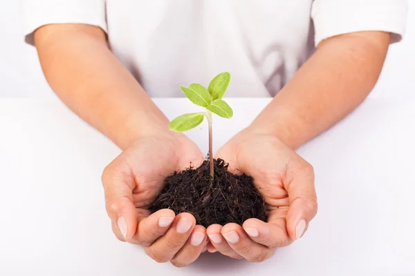 Human hands holding green small plant new life concept. — Stock Photo, Image