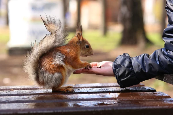 Sur une fille du jour de pluie nourrissant des protéines sans peluche avec des noix de pin des mains — Photo