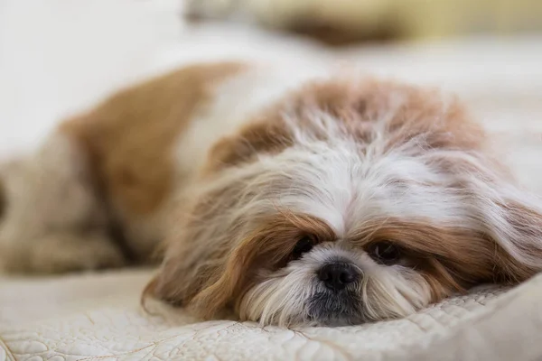 Смішний Собака Відпочиває Ліжку Милий Собака Спить Ліжку — стокове фото