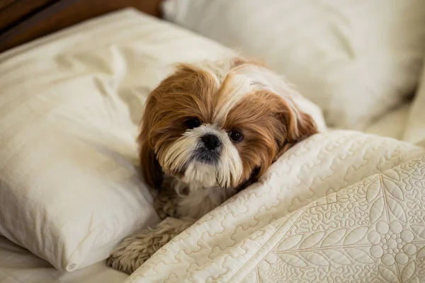 Chien Shih Tzu Drôle Reposant Sur Lit Mignon Chien Dormir — Photo