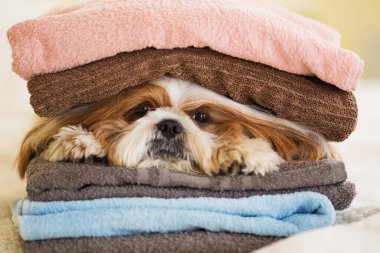 Yatak odasında yatakta dinlenen komik shih tzu köpeği. Genç köpek banyo üstüne kanepede ya da farklı havlulara sarılı duşta.