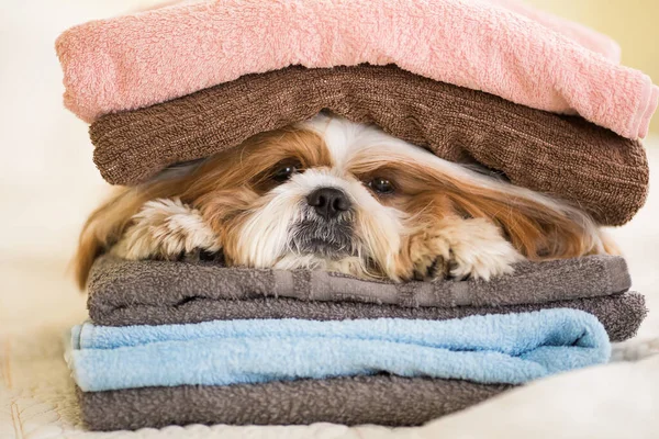 Забавна Собака Цзу Відпочиває Ліжку Спальні Молодий Собака Дивані Після — стокове фото