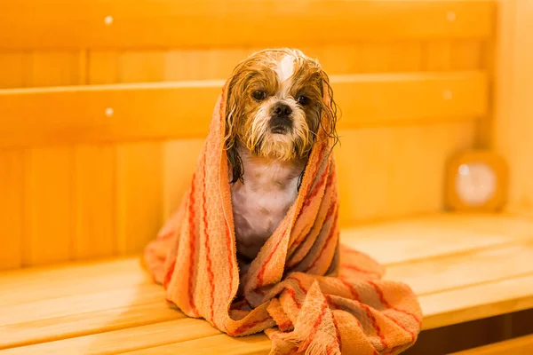 Chih Humide Tzu Chien Après Bain Avec Une Serviette Couleur — Photo