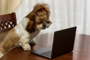 Gözlüklü Shih Tzu köpekleri dizüstü bilgisayara bakıyor.