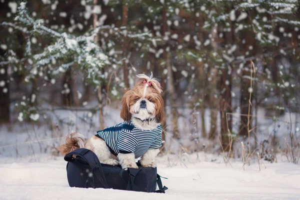 Shih Tzu Kutya Sétálni Téli Erdőben — Stock Fotó