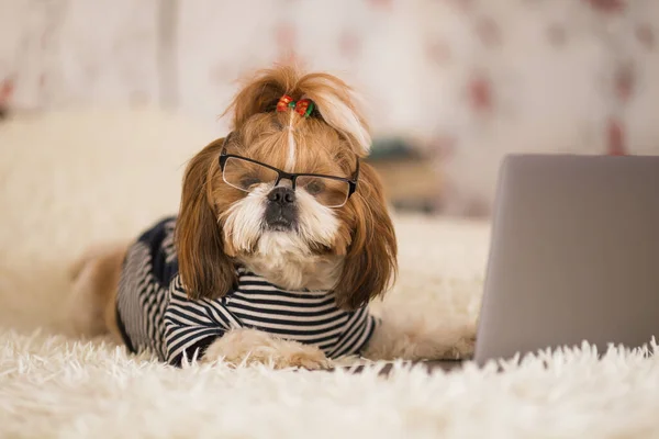 Shih Tzu Hunde Mit Brille Schauen Laptop Hund Mit Laptop Stockbild