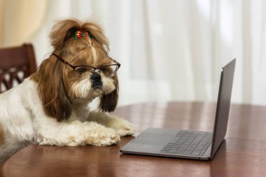 Gözlüklü Shih Tzu köpekleri dizüstü bilgisayara bakıyor.