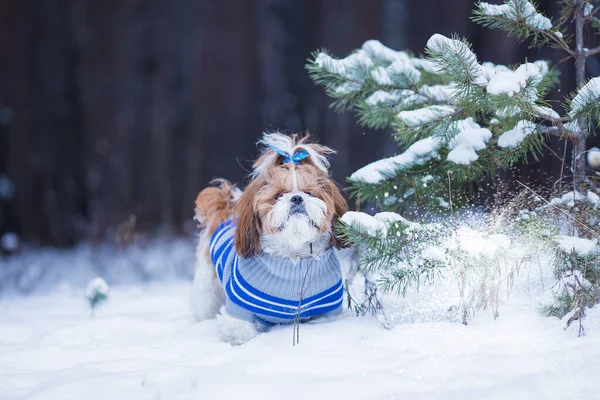 Shih Tzu Bolyhos Egy Séta Egy Gyönyörű Téli Erdőben Aranyos — Stock Fotó