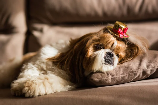 Chien Repose Sur Canapé Beige Shih Tzu Maison Canapé Beige — Photo