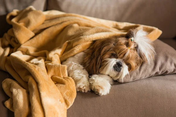 Chiot Drôle Shih Tzu Chien Couché Sur Canapé Sous Plaid — Photo