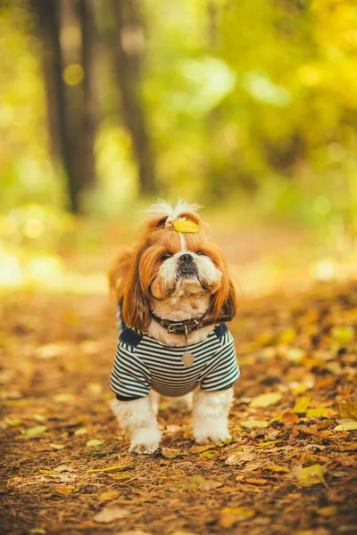 Dog Autumn Park Cute Dog Walks Woods Cute Puppy Shih — Stock Photo, Image