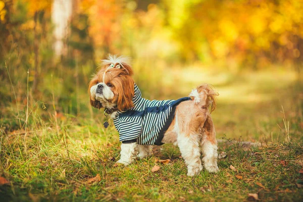 Hond Het Herfstpark Een Schattige Hond Loopt Door Het Bos — Stockfoto