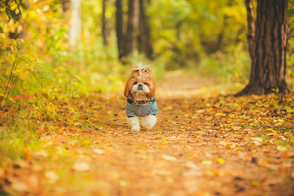 Hund Herbstpark Ein Süßer Hund Geht Durch Den Wald Niedlichen lizenzfreie Stockfotos