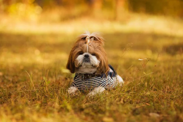 Hond Het Herfstpark Een Schattige Hond Loopt Door Het Bos — Stockfoto