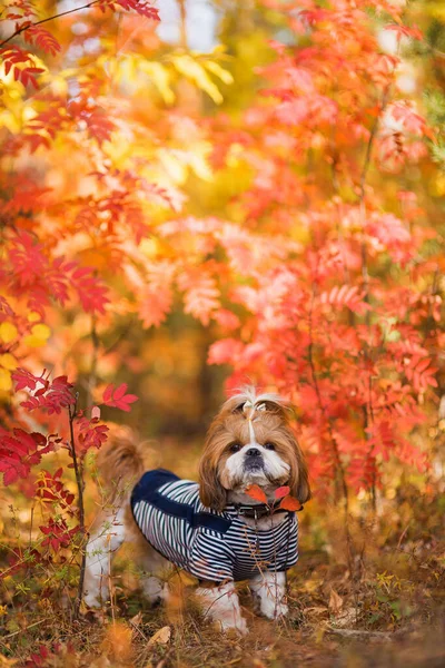 Hond Het Herfstpark Een Schattige Hond Loopt Door Het Bos — Stockfoto