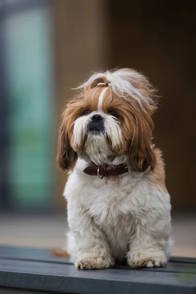 Shih Tzu Pies Sam Siedzi Ławce Ulicy Miasta — Zdjęcie stockowe