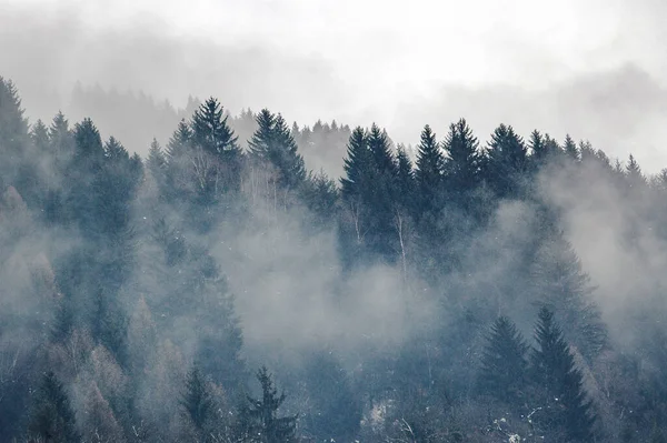 Madonna Campiglio Trentino Alto Adige Pineta Con Nebbia Montagne Dolomitiche — Foto Stock