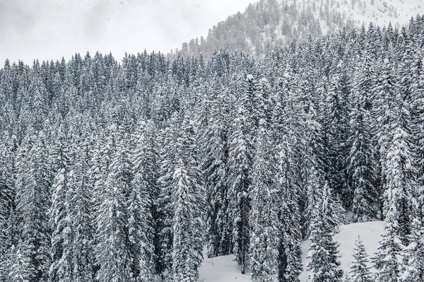 Madonna Campiglio Trentino Alto Adige Dolomiti Bosco Pini Innevati Inverno — Foto Stock