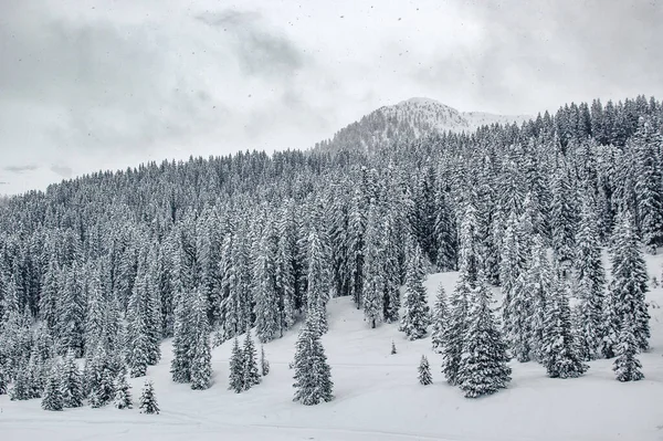 Madonna Campiglio Trentino Alto Adige Dolomiti Bosco Pini Innevati Inverno — Foto Stock