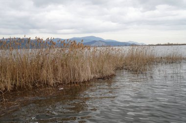 Massaciuccoli - 02 / 29 / 2020: Massaciuccoli Toskana Gölü yüksek su seviyesi