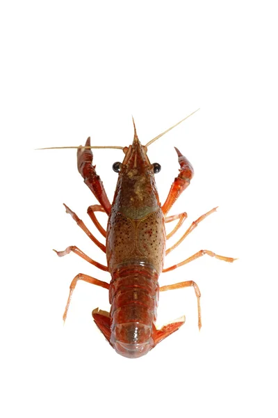 Crawfish — Stock Photo, Image