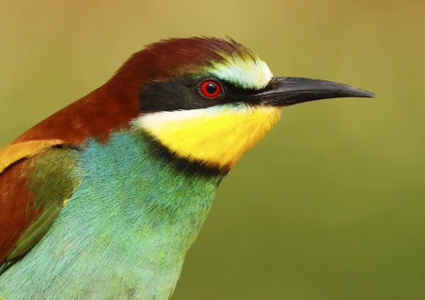 Bee-eater — Stock Photo, Image