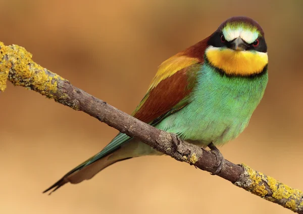 Bee-eater — Stock Photo, Image