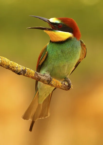 Bee-eater — Stock Photo, Image