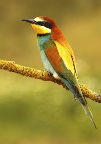 Bee-eater — Stock Photo, Image